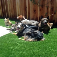 Synthetic Pet Grass Prado Verde Texas Installation