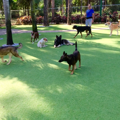 Artificial Grass Carpet Ropesville, Texas Pictures Of Dogs, Dog Kennels