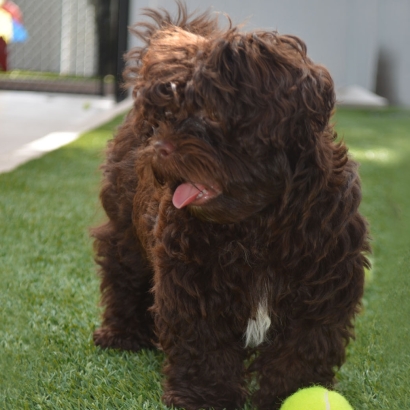 Fake Grass Dell City, Texas Pictures Of Dogs, Dogs