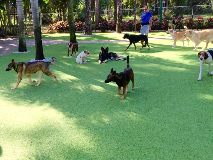 Artificial Grass Carpet Ropesville, Texas Pictures Of Dogs, Dog Kennels