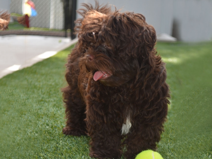 Fake Grass Dell City, Texas Pictures Of Dogs, Dogs