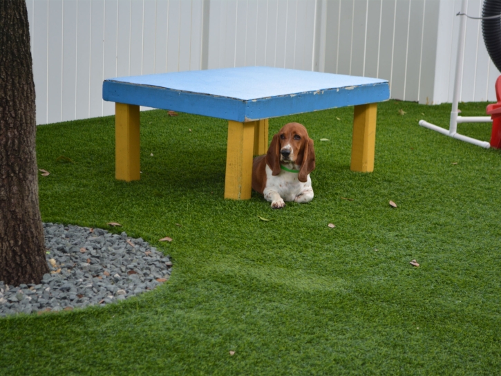 Faux Grass Terlingua, Texas Artificial Grass For Dogs, Commercial Landscape