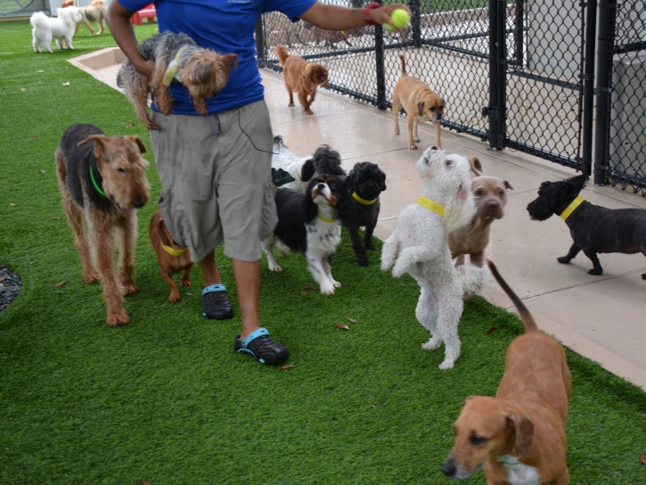 Synthetic Turf Toyah, Texas Artificial Grass For Dogs, Dogs Park